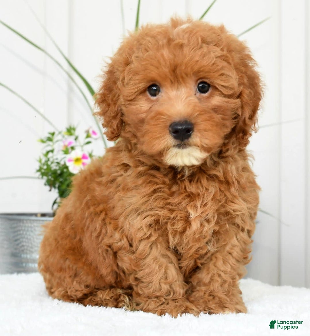 Mini Goldendoodle dogs for sale: Harver - Image 2