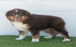 Australian Shepherd dogs for sale: Milo - Image 4