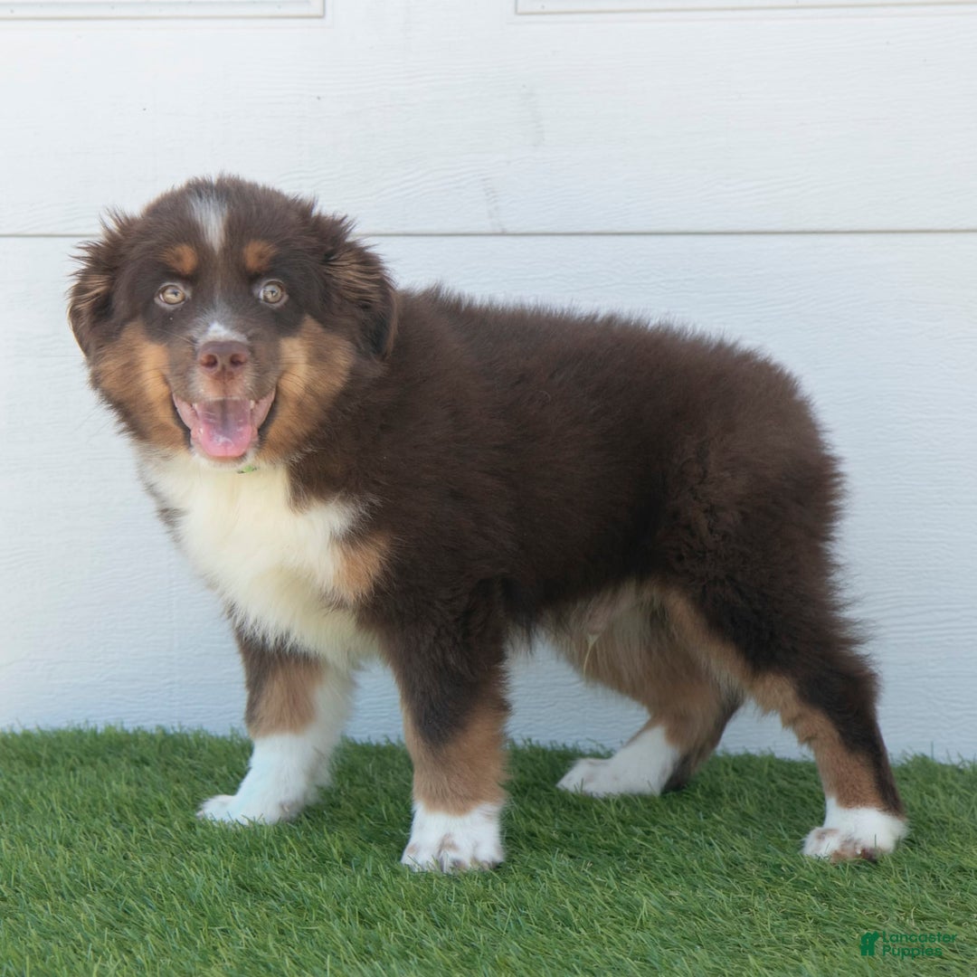 Australian Shepherd dogs for sale: Milo - Image 4