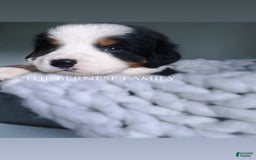 Bernese Mountain Dog dogs for sale: Male - Image 1