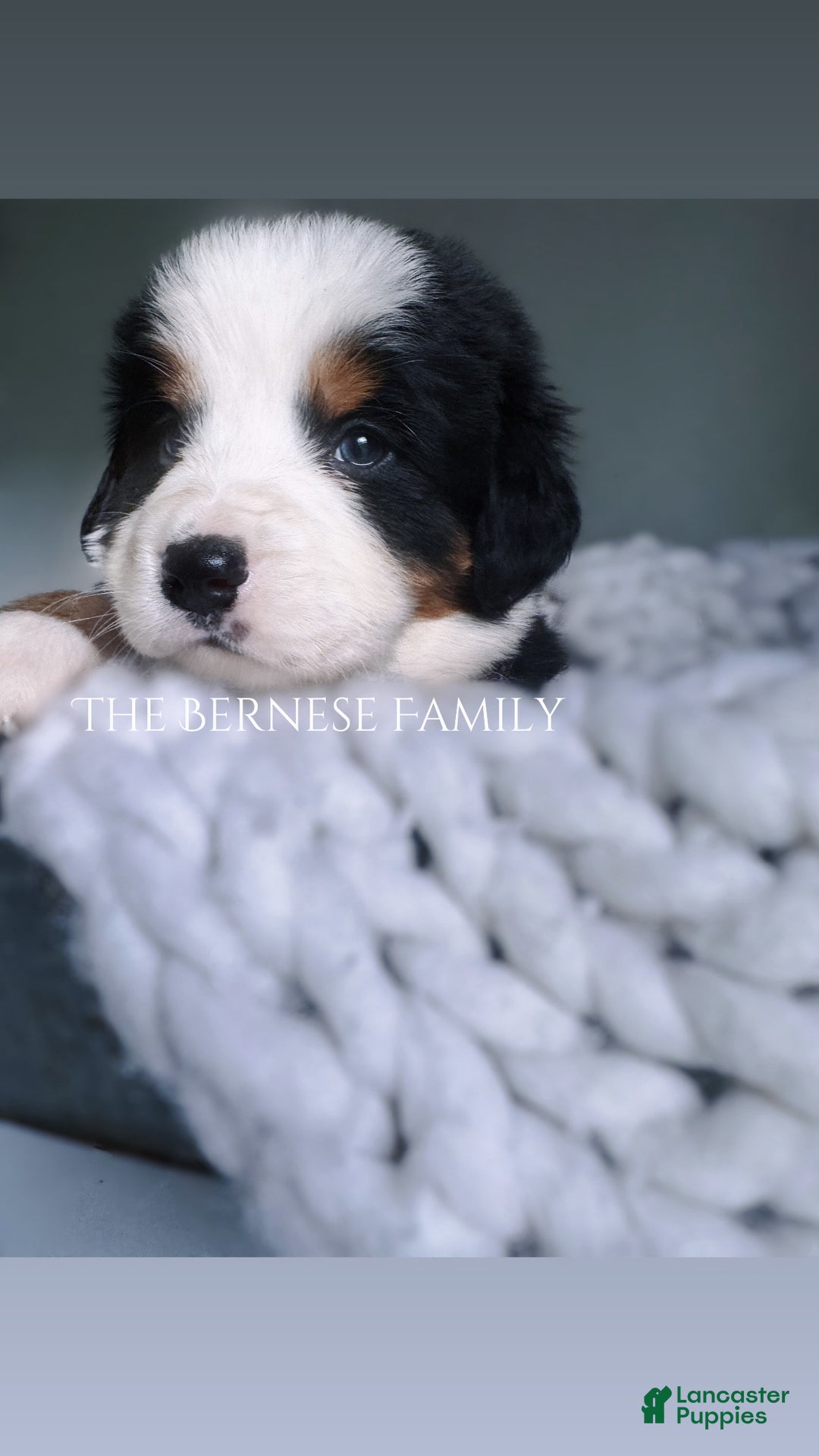 Bernese Mountain Dog dogs for sale: Male - Image 1