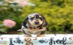 Miniature Dachshund dogs for sale: Ringo - Image 10