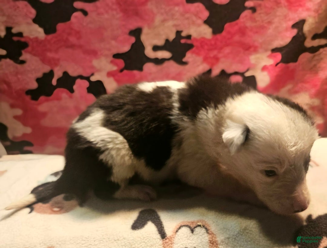 Border Collie dogs for sale: I-dog - Image 25