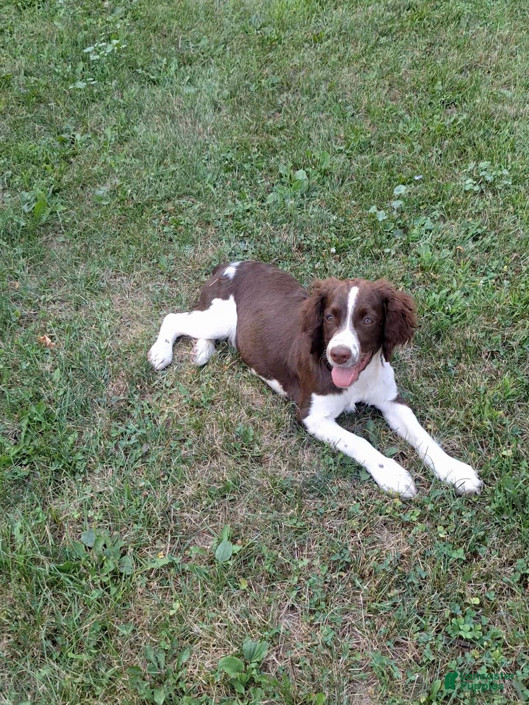English Springer Spaniel dogs for sale: Scampy - Image 2