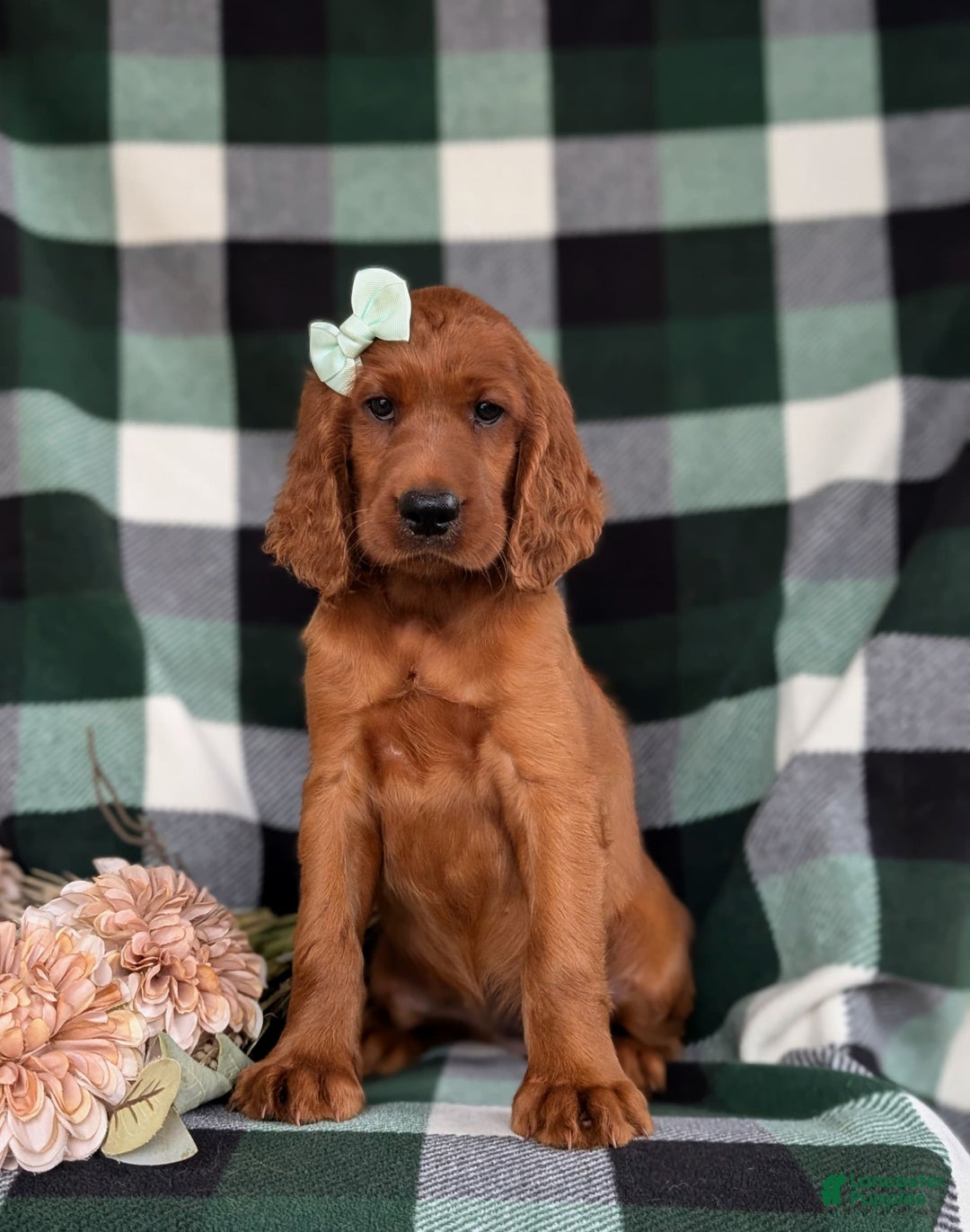 Irish Setter dogs for sale: Ivy - Image 2