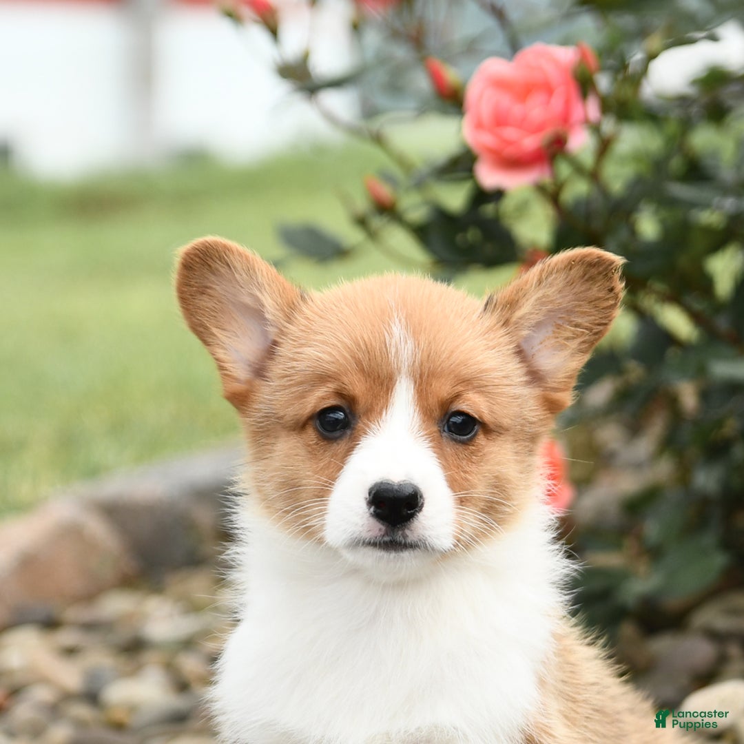 Welsh Corgi Pembroke dogs for sale: Clementine - Image 5