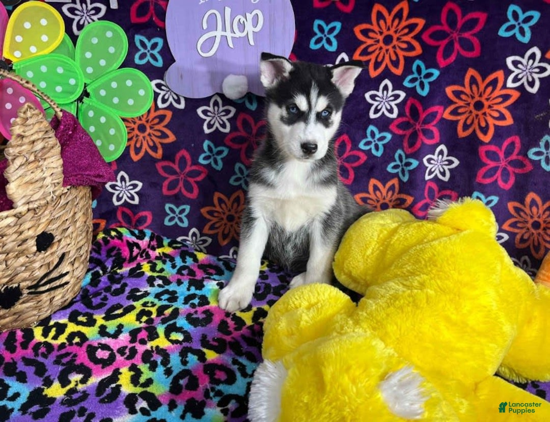 Siberian Husky dogs for sale: Duke - Image 6