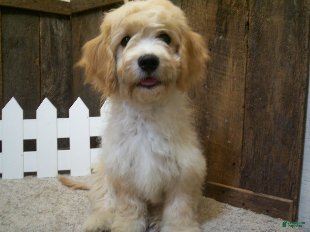 Cavachon dogs for sale: Dexter - Image 4