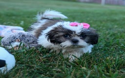 Shih Tzu dogs for sale: Bethany - Image 4