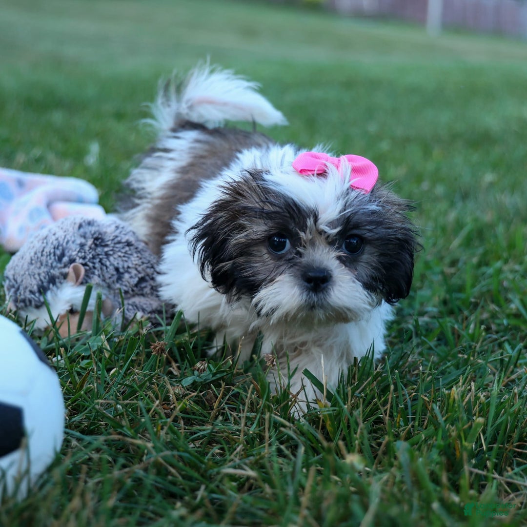 Shih Tzu dogs for sale: Bethany - Image 4