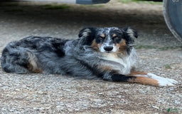 Australian Shepherd dogs for sale: Blaze - Image 5