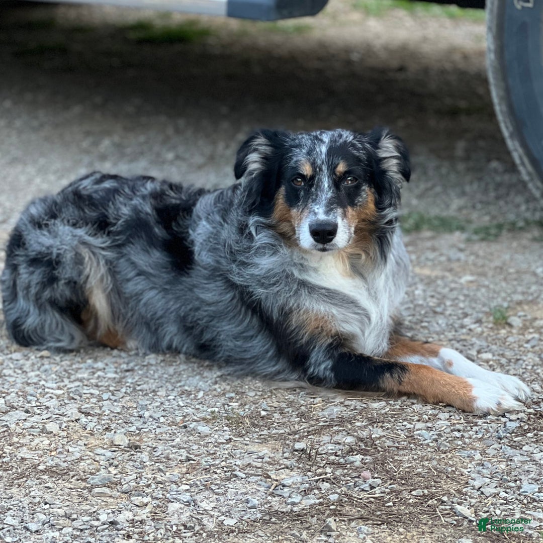 Australian Shepherd dogs for sale: Blaze - Image 5