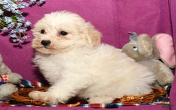 Shihpoo dogs for sale: Bubbles - Image 6