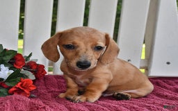 Miniature Dachshund dogs for sale: Evan - Image 2