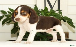 Beagle dogs for sale: Perry - Image 5