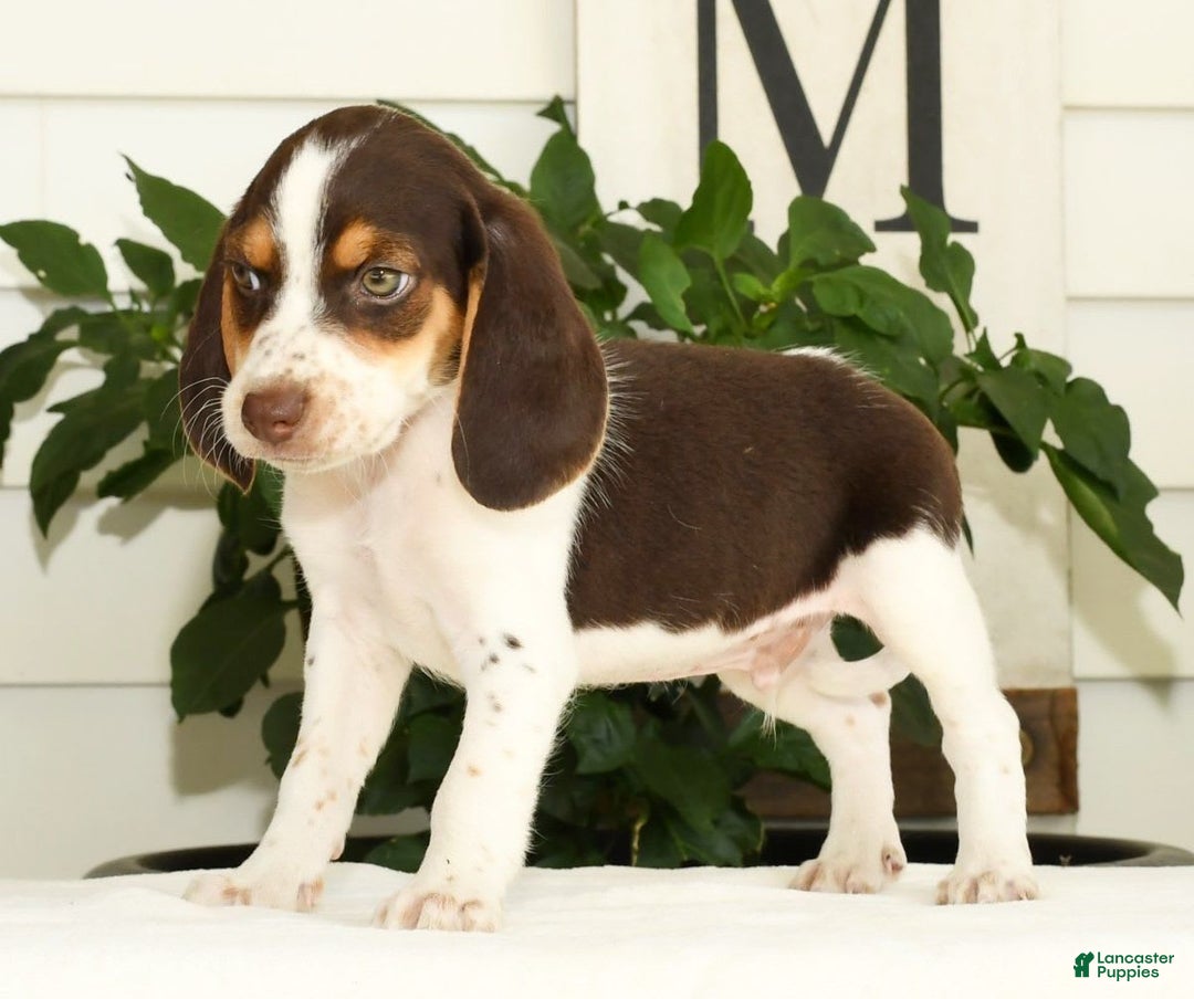 Beagle dogs for sale: Perry - Image 5