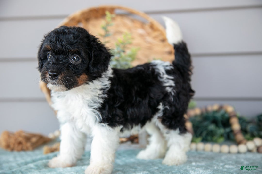 Miniature Poodle dogs for sale: Teagan - Image 3