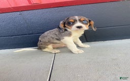 Beaglier dogs for sale: Apollo - Image 5