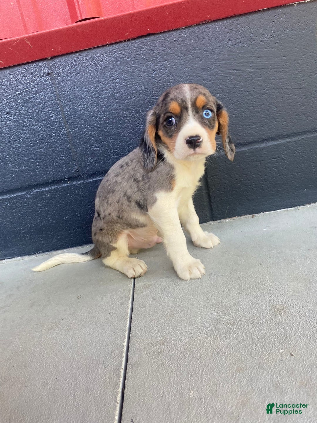 Beaglier dogs for sale: Apollo - Image 5