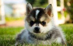 Pomsky dogs for sale: Fira - Image 18