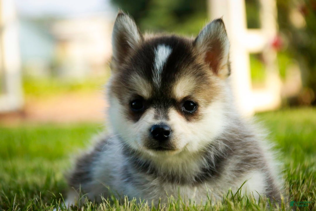 Pomsky dogs for sale: Fira - Image 18