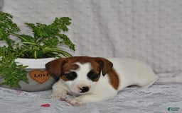 Jack Russell Terrier dogs for sale: Jamima - Image 1