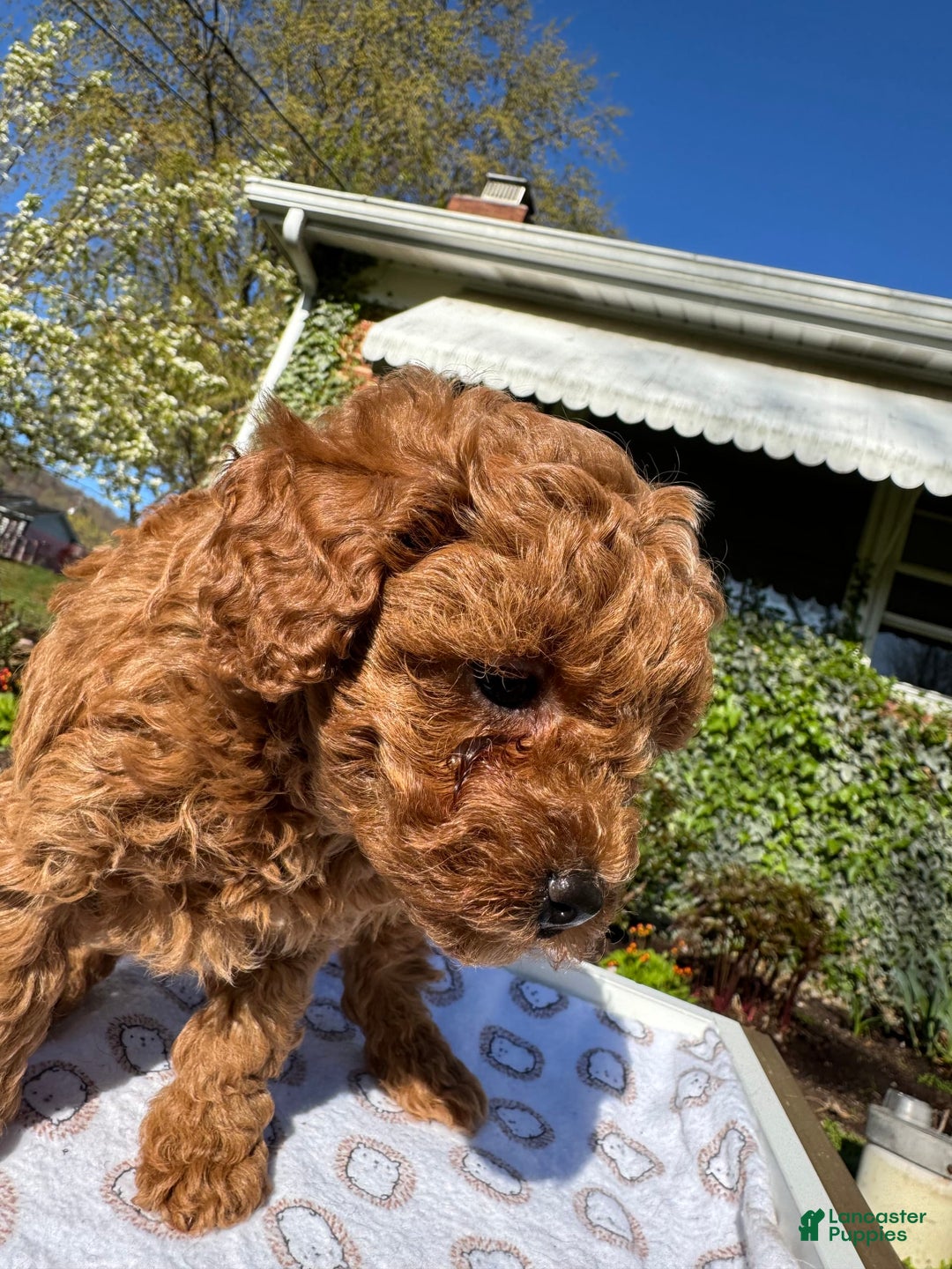 Toy Poodle dogs for sale: Lada - Image 22