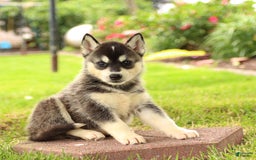 Gerberian Shepsky dogs for sale: Thunder - Image 1