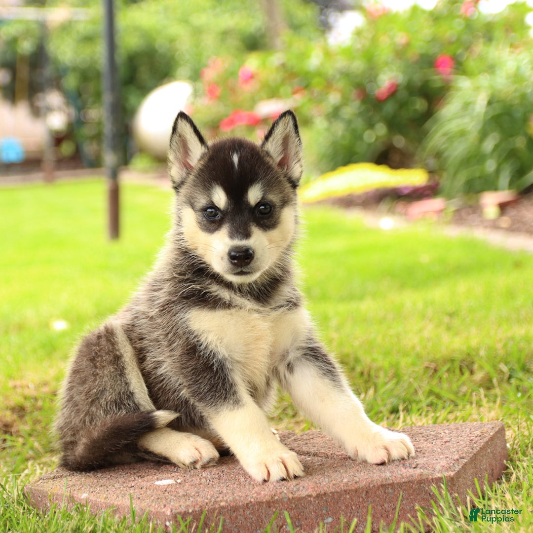 Gerberian Shepsky dogs for sale: Thunder - Image 1