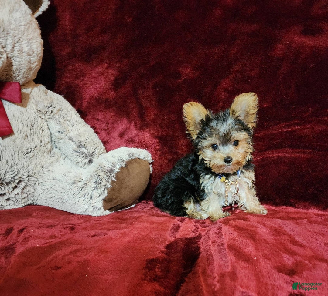 Yorkshire Terrier dogs for sale: PEANUT - Image 3