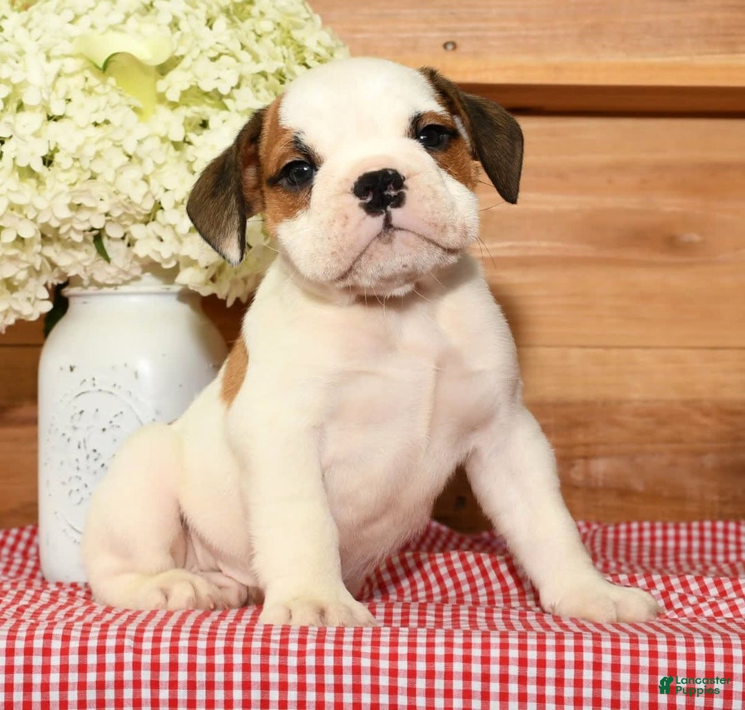 Beabull dogs for sale: Connor - Image 3