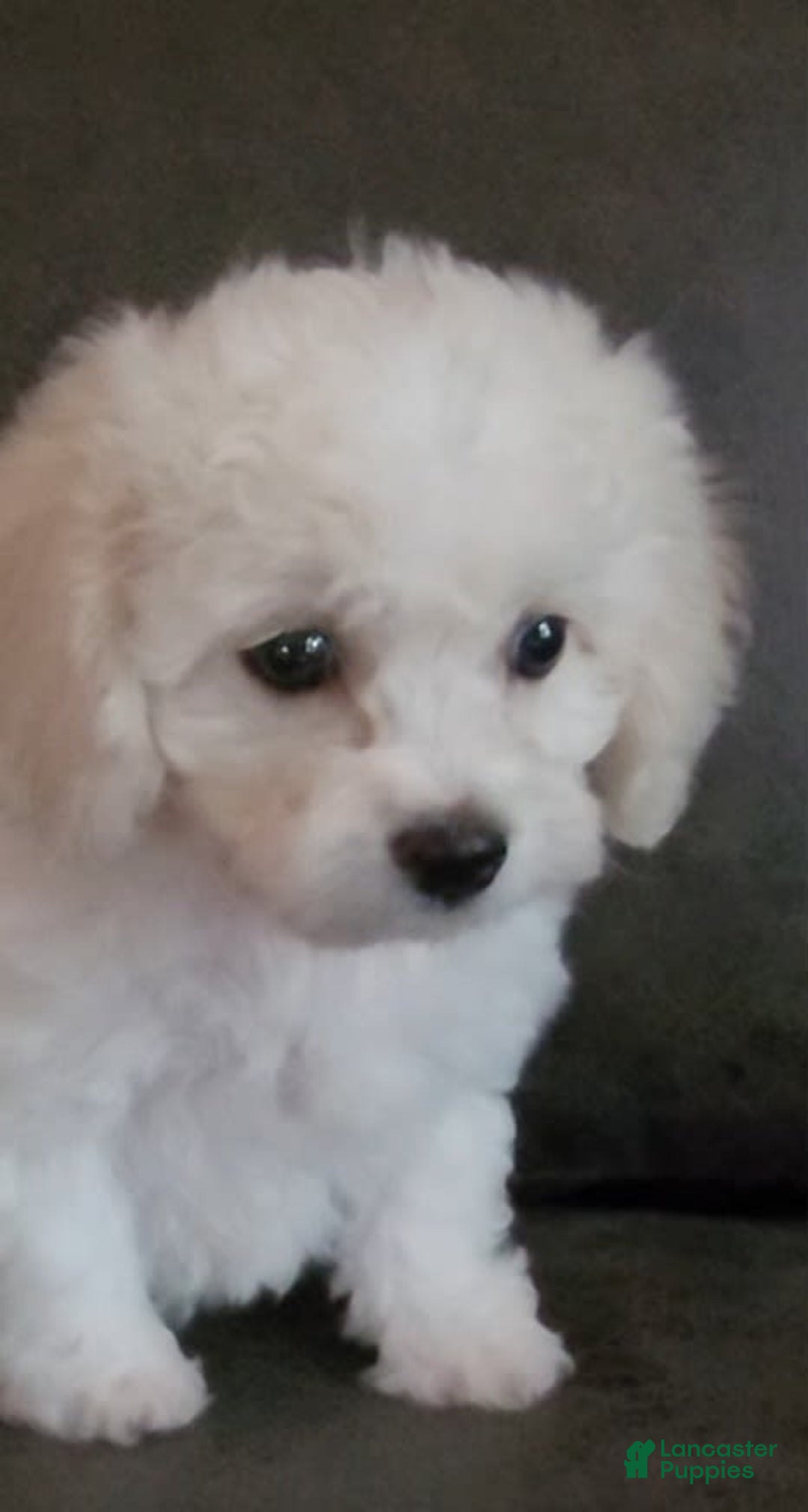 Cavachon dogs for sale: Kevin - Image 2