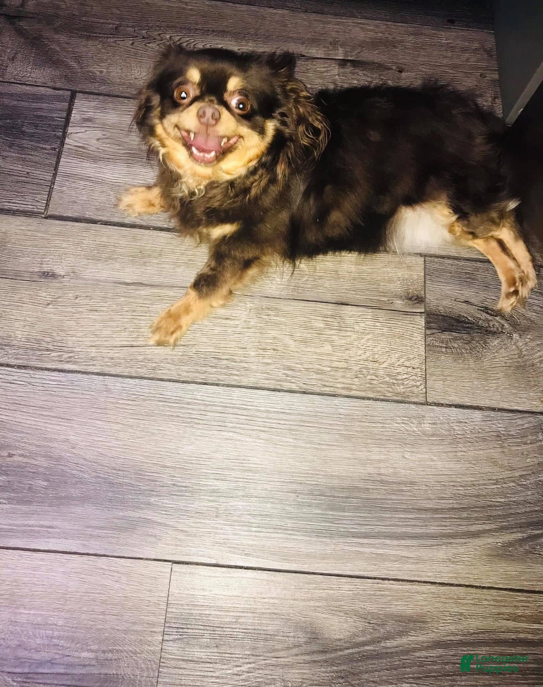 Chihuahua dogs for sale: Tiny Long Coat Female - Image 8