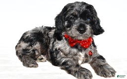 Cockapoo dogs for sale: Wilson - Image 2