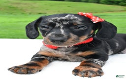 Miniature Dachshund dogs for sale: Miniature Dachshund 2 puppies - Image 4