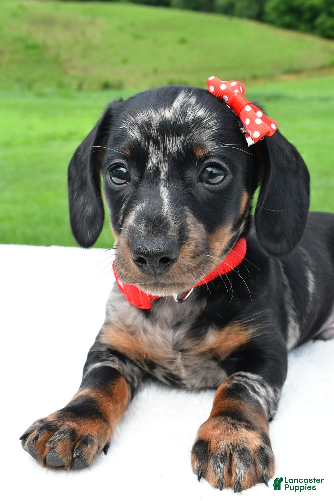 Miniature Dachshund dogs for sale: Miniature Dachshund 2 puppies - Image 4