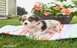 Welsh Corgi Pembroke dogs for sale: Tilly - Image 4