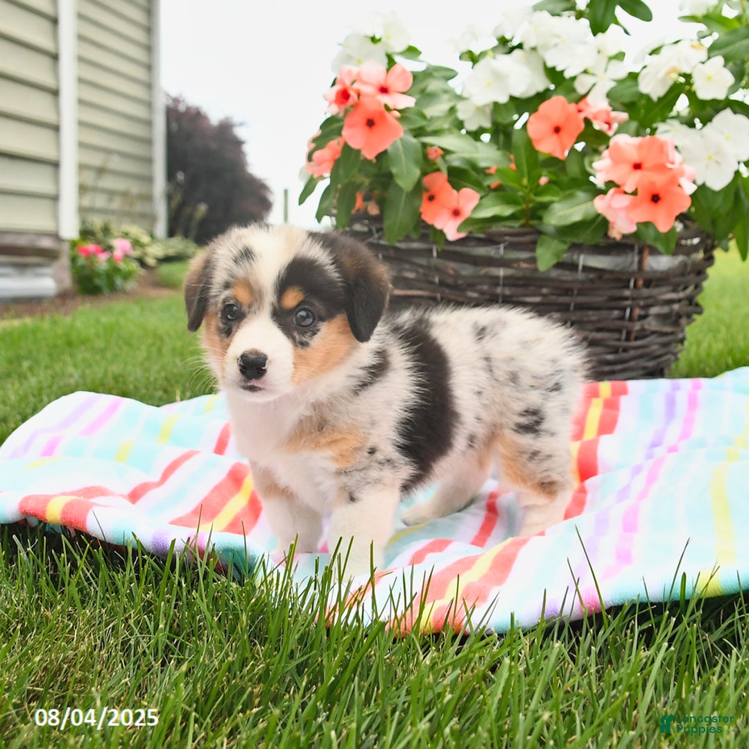 Welsh Corgi Pembroke dogs for sale: Tilly - Image 4