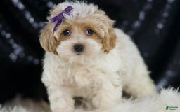 Maltipoo dogs for sale: Ariel - Image 3