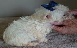 Maltipoo dogs for sale: Beans - Image 13