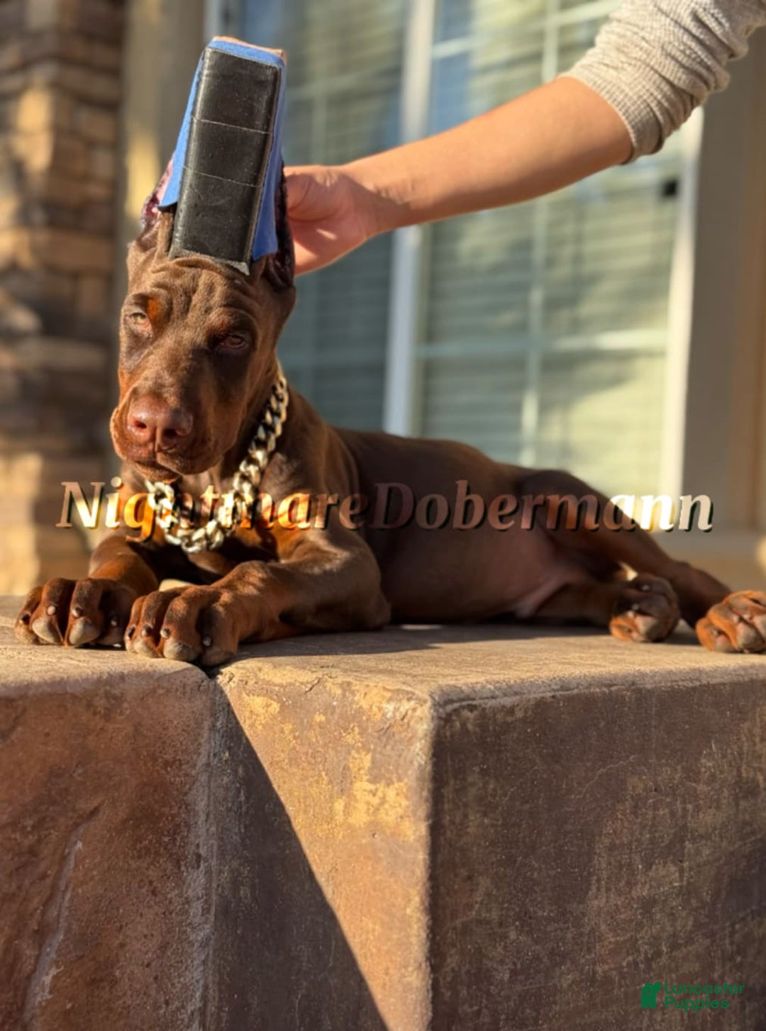 Doberman Pinscher dogs for sale: Whiskey - Image 3
