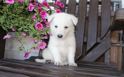 German Shepherd dogs for sale: Jasmine - Image 6