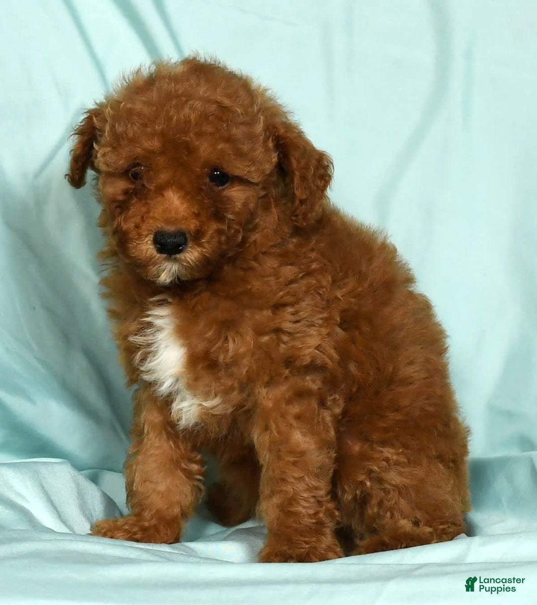 Mini Goldendoodle dogs for sale: Diva - Image 8