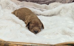 Cavapoo dogs for sale: Hera - Image 12