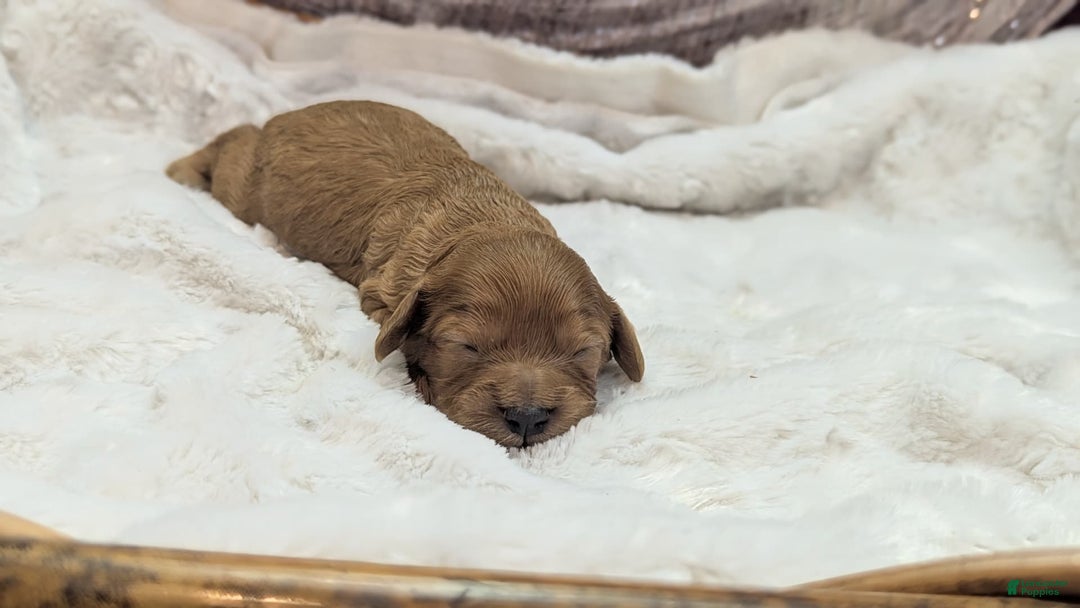 Cavapoo dogs for sale: Hera - Image 12