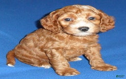 Cockapoo dogs for sale: Dudley - Image 12