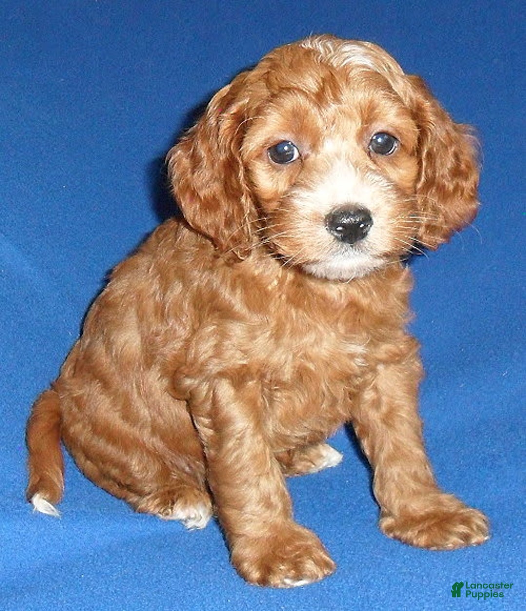 Cockapoo dogs for sale: Dudley - Image 12