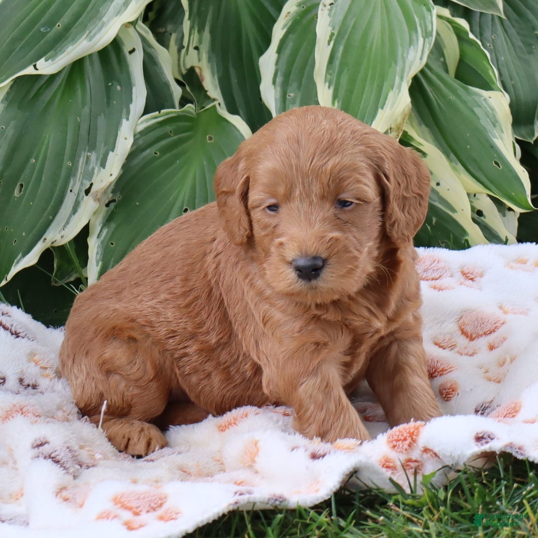 Mini Goldendoodle dogs for sale: Alfonso - Image 6