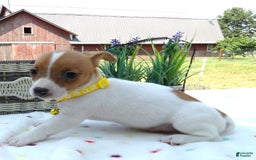 Jack Russell Terrier dogs for sale: Sunny - Image 1