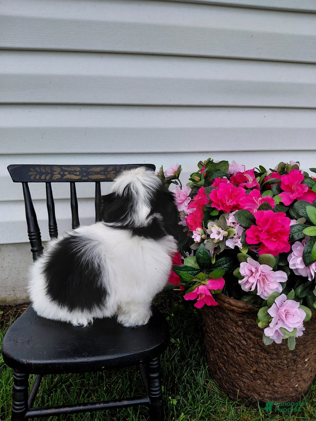 Shih Tzu dogs for sale: Twinkle - Image 2